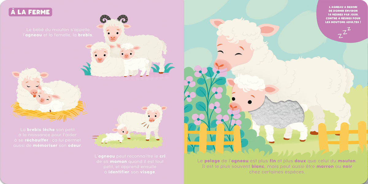 P'TIT TOUCHE À TOUT - LES BÉBÉS ANIMAUX